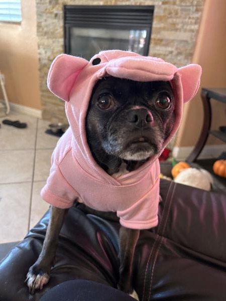 /images/uploads/pug nation rescue of los angeles/pugnation2024/entries/30850thumb.jpg